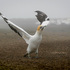 Nest sites lost after part of Cape Kidnappers gannet colony slips into sea